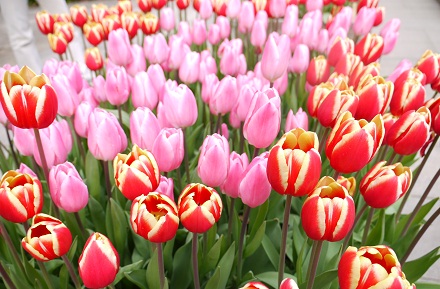 20110101h.jpg