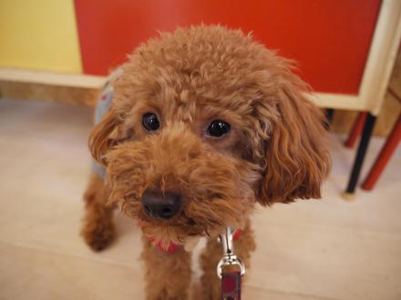 20110201mel.jpg