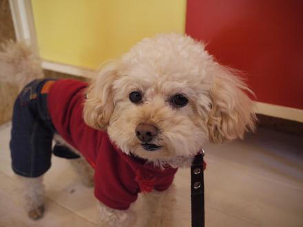 20110201pu.jpg