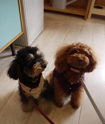 20110202tomachan.jpg