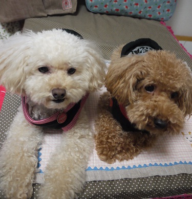 20111005b.jpg