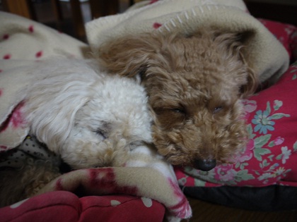20120318a.jpg