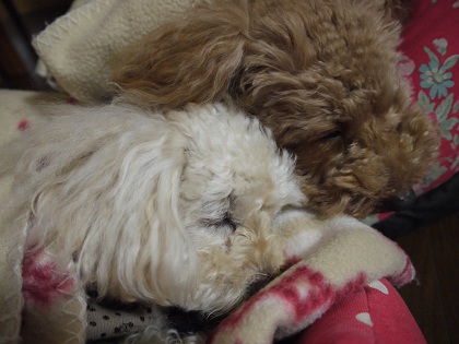 20120318b.jpg