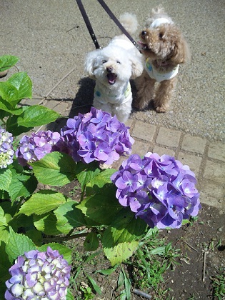 20120627b.jpg