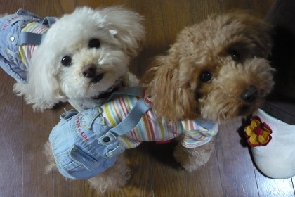 20121207p5.jpg