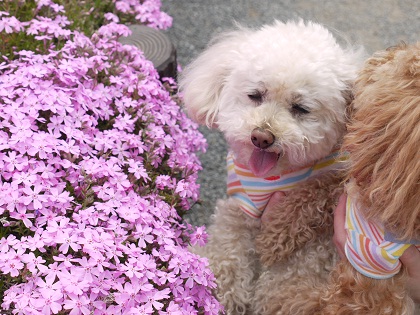20130417h.jpg