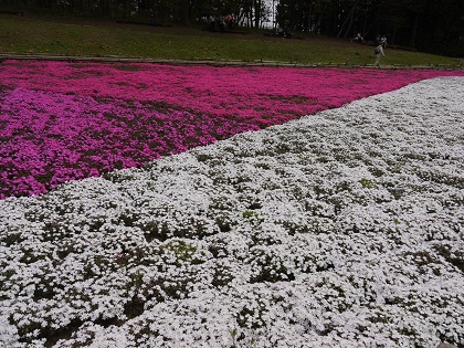 20130417i.jpg