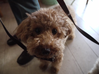 20130422petit1.jpg