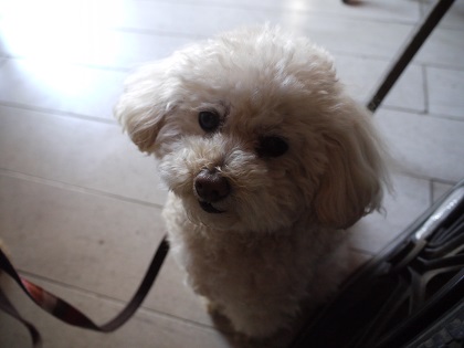 20130422petit2.jpg