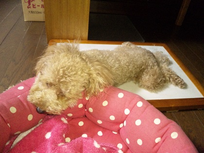 20130813mel.jpg