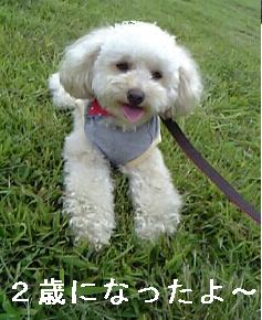 ぷてぃ2歳a.jpg
