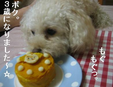 ぷてぃ3歳.jpg