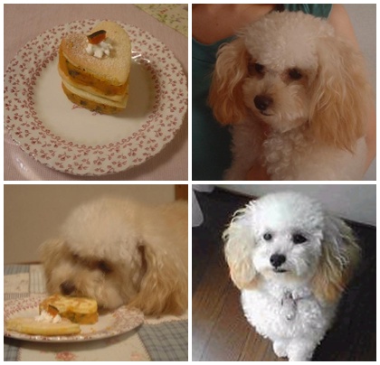 petit1sai.jpg